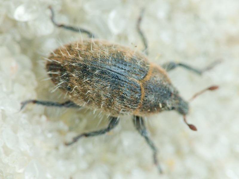 Lachnaeus crinitus (Boheman, 1836)